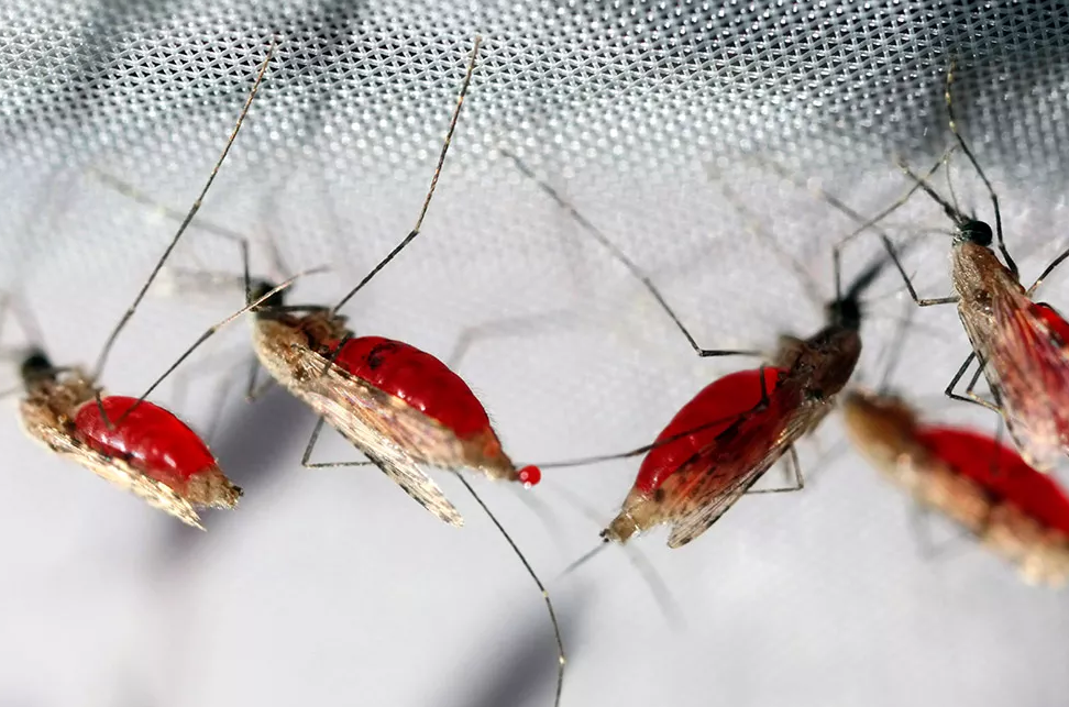 Présenté Solution de détection du paludisme numérique PCR: Une approche de pointe pour l'identification rapide et quantitative de plasmodium